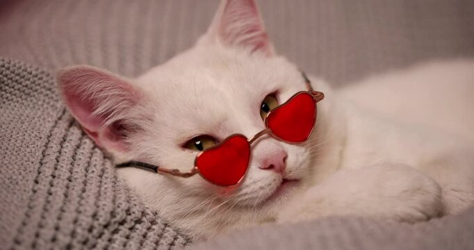 An adorable and fluffy white cat is wearing heartshaped sunglasses, exuding immense cuteness and charm, footage for Valentine's day