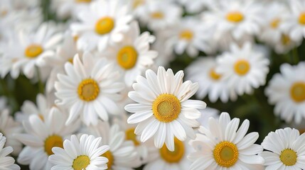 Fototapeta premium daisy seamless pattern wallpaper