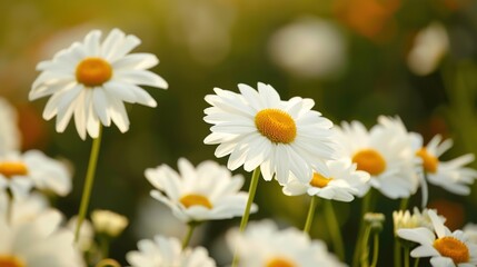 Fototapeta premium daisy seamless pattern wallpaper