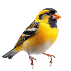 Fototapeta premium A vibrant yellow and black bird perched, showcasing its colorful plumage.