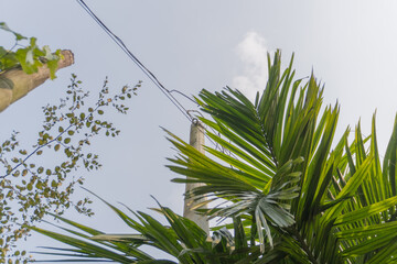Electric Pole with Wires and Trees Under Clear Sky