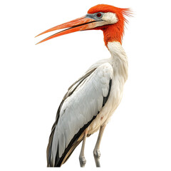 Bolo Polana Bird with Long Beak on transparent background