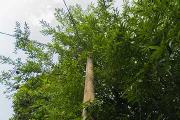 Fototapeta premium Electric Pole with Wires and Trees Under Clear Sky