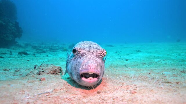 Close up of Map Pufferfish (Arothron Mappa)