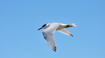 Arctic tern in flight