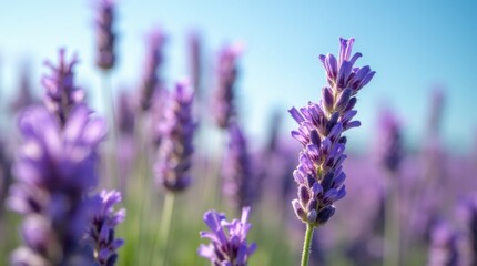 Obraz premium lavender flowers in a field