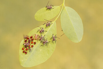 A number of squash bug nymphs that have just hatched from eggs. This insect has the scientific name...