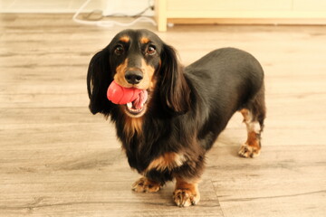 Playful long hair Dachshund