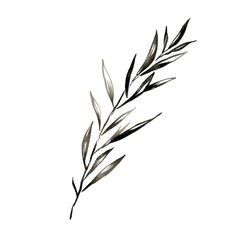 Rosemary drawing sketch plant.
