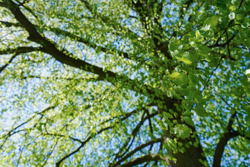 緑いっぱいの公園