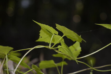 Close-Up of Green Leaves and Vine with a Dark Background