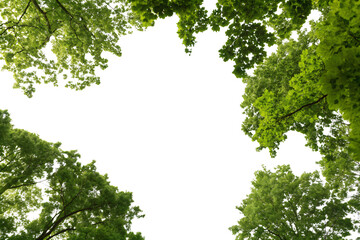 Fototapeta premium A canopy of trees viewed from below, with sunlight filtering through vibrant green leaves, creating a serene and immersive natural perspective, isolated on a transparent background