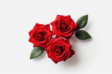 Fototapeta premium First Red Roses Bloom rose flower plant.