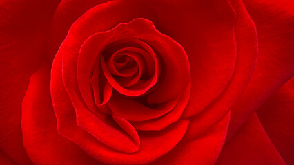 Close-up photograph of the center of a red rose.Concept for a Valentine's Day background.