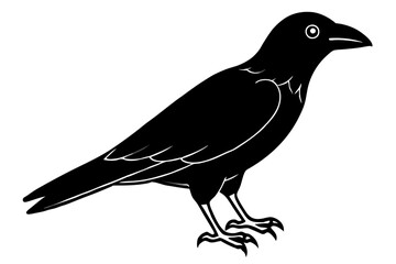 Crow Vector Illustratio