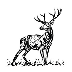 vector sketch of a wild deer standing guard