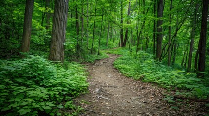Fototapeta premium Hiking Trails: The trails wind through dense woods, offering a range of challenges from easy strolls to difficult climbs, catering to every hiker’s level of experience. 