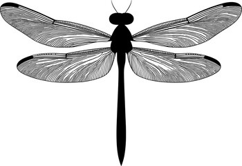 dragon-fly silhouette