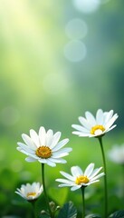 Soft petals of white daisy flowers gently sway in spring breeze, soft, , daisies © chaiwat