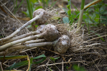 Fresh organic garlic bulbs harvested from a vegetable garden