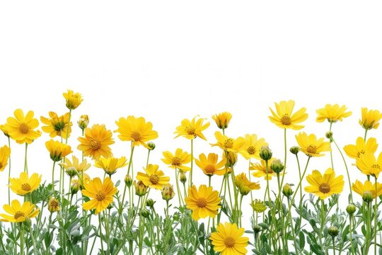 Vibrant yellow daisy flowers blooming