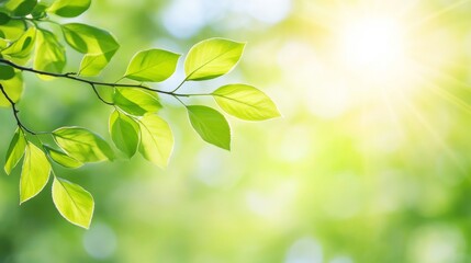 leaves