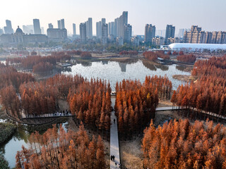 Aerial view of the bridge and Metasequoia forest in the park
