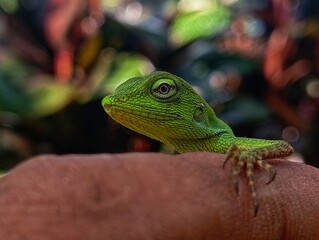 green chameleon on finger