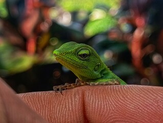 green chameleon on finger