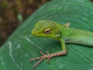 green chameleon on leaves