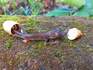 chameleon eggs hatch on the ground