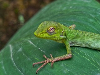 green chameleon on leaves