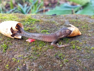 chameleon eggs hatch on the ground