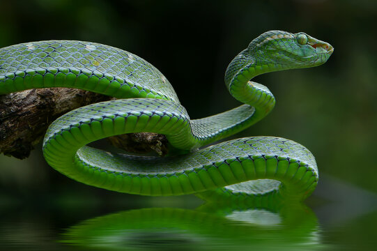 snake in the grass