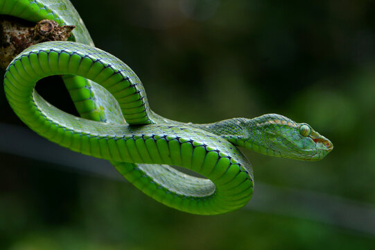 green tree python