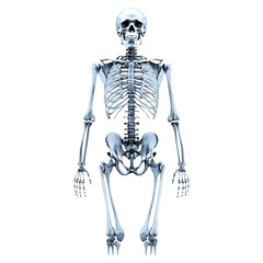 Human Skeleton Isolated on White Background for Educational Use