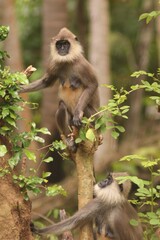 monkey hanuman langur