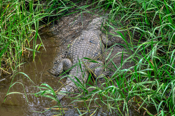 Crocodile resting in a pond in Tanzania