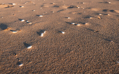 Sand beach, shells, footprints, background image