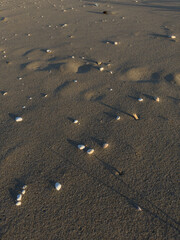 Sand beach, shells, footprints, background image