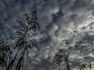 Reed field, sky, cloud