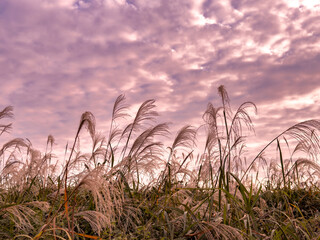 Reed field, sunset
