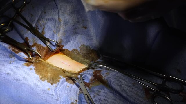 Spay and neuter surgery on a female cat in the operating room of a veterinary clinic