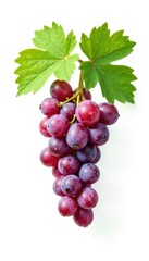 Single small grape vine branch isolated on white background, single stem, stem detail, botanicals