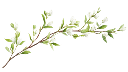 Willow branch isolated on white background 