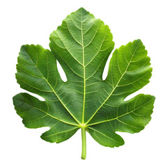 Fig leaf isolated on transparent background