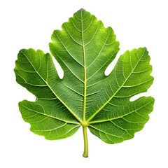 Fig leaf isolated on transparent background