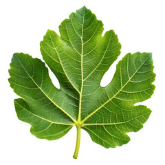 Fototapeta premium Fig leaf isolated on transparent background