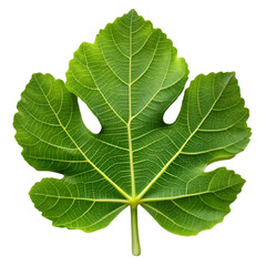 Fig leaf isolated on transparent background