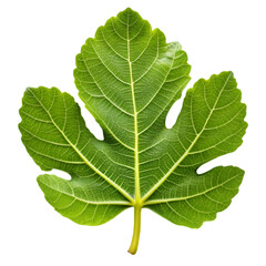 Fig leaf isolated on transparent background